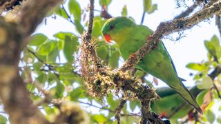 Blue-fronted lorikeet.