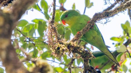 Blue-fronted lorikeet.
