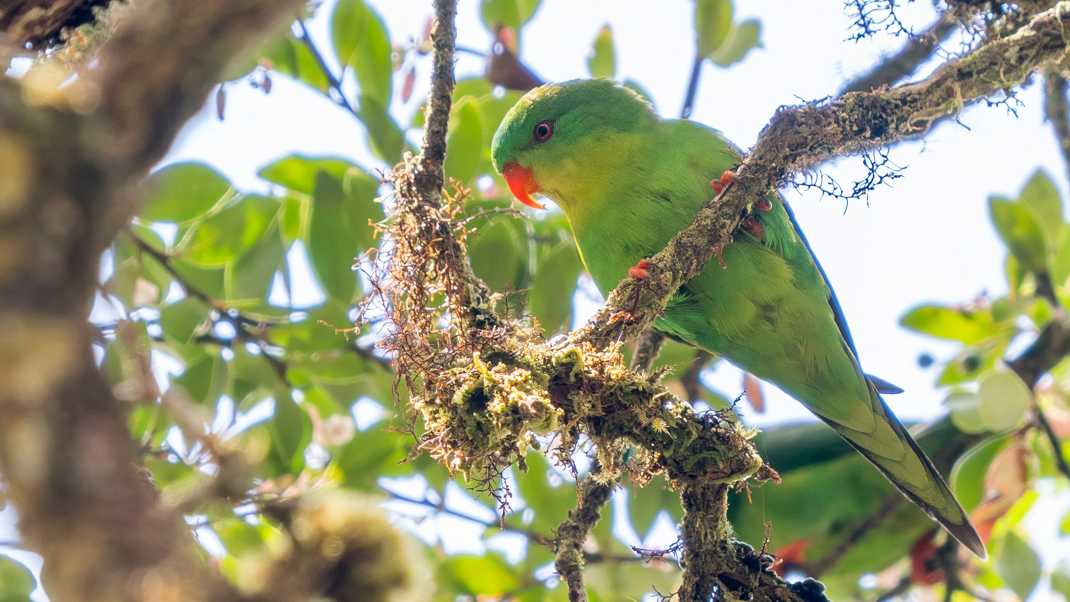 Blue-fronted lorikeet.