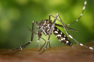 Asian tiger mosquito Aedes albopictus, one of the species that can carry the Zika virus, begins its blood meal.