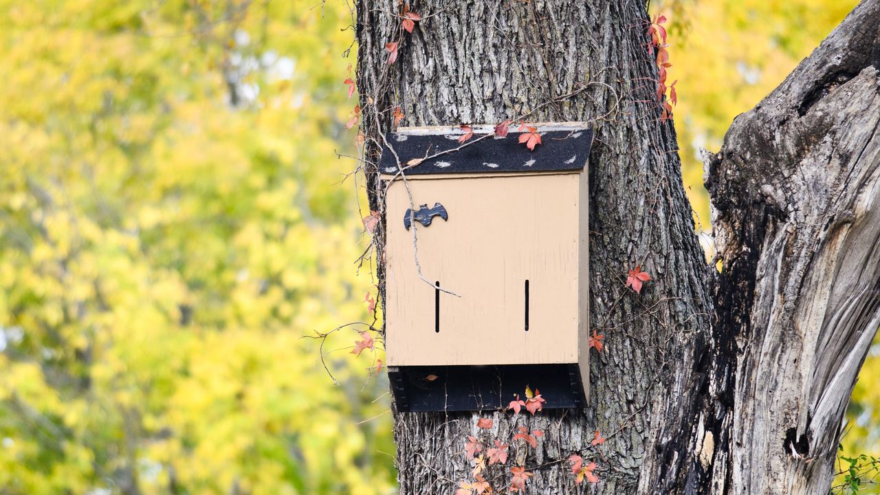 Bat box in tree