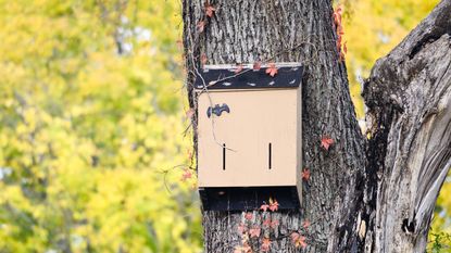 Bat box in tree