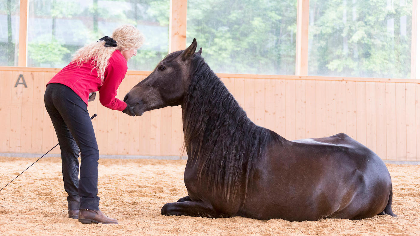 Woman giving horse a treat when it learns to lie down in liberty training