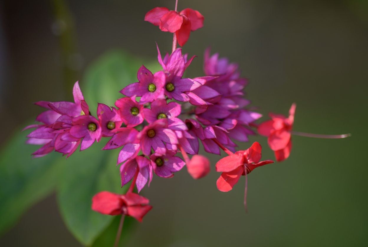 bleeding heart vine