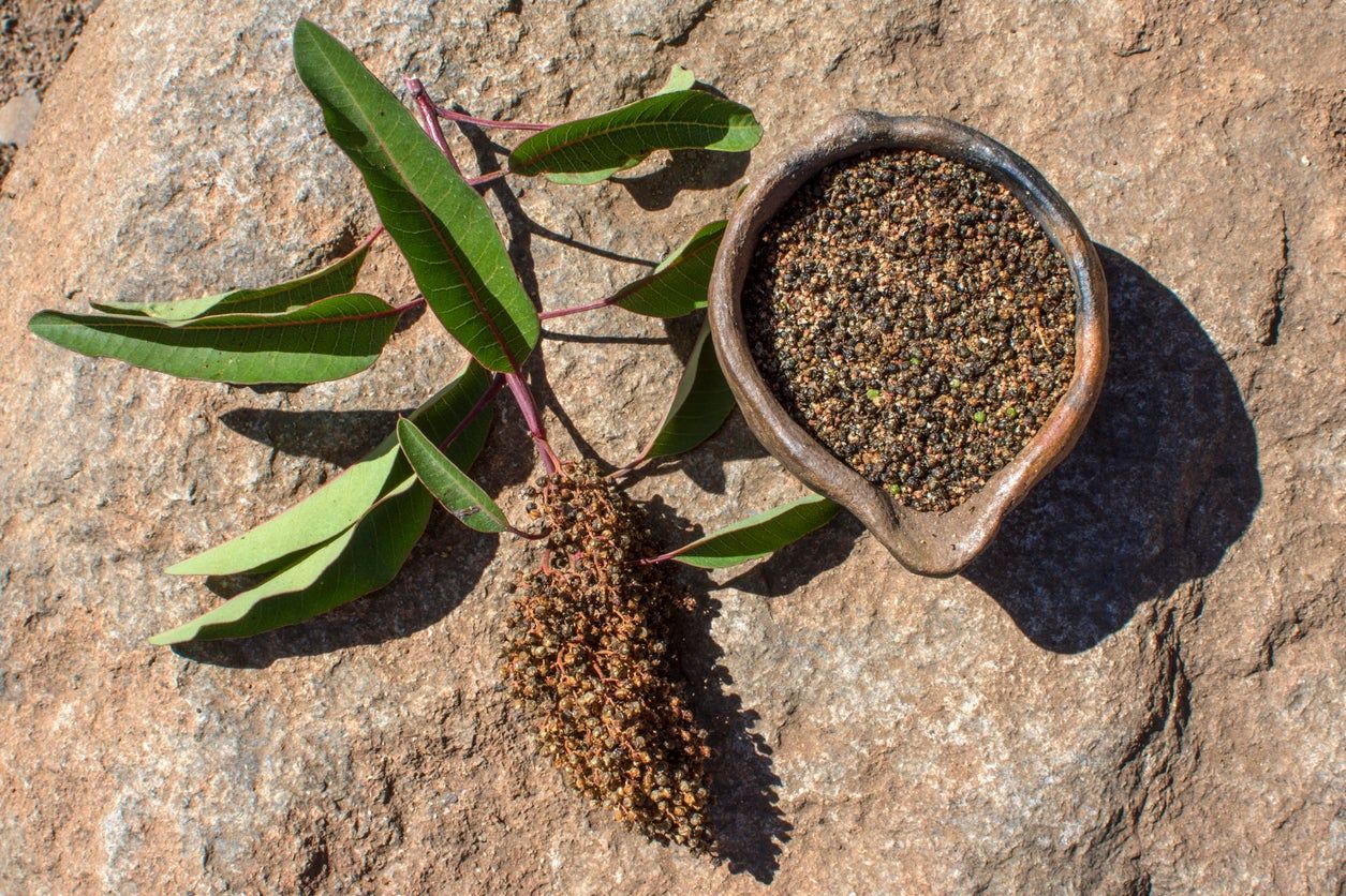 Laurel Sumac Shrub And Seeds