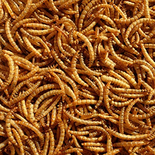 Premium Dried Mealworms, 5l Bag