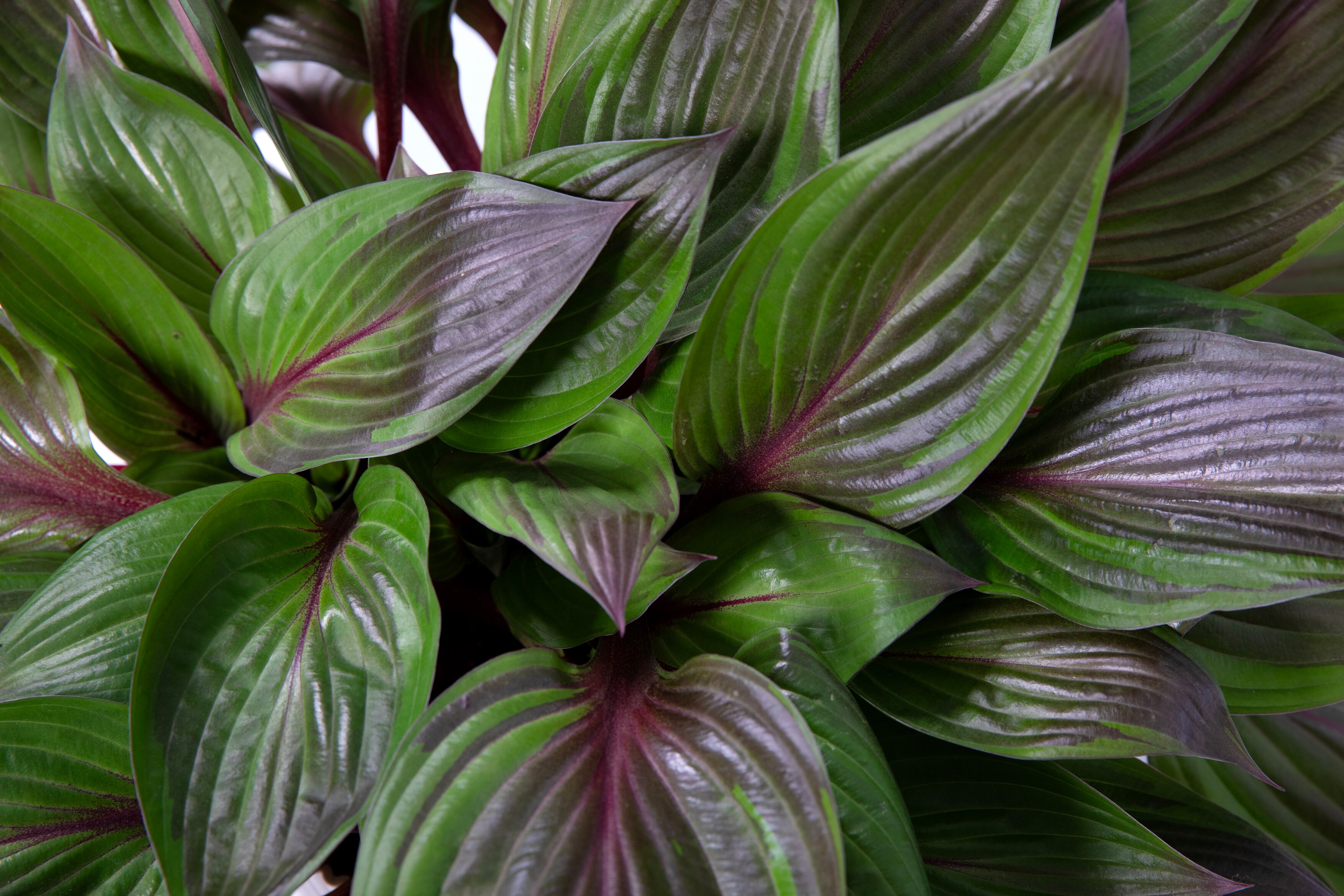 Close up view of the Hosta Red Ninja, showing it's rich red leaves