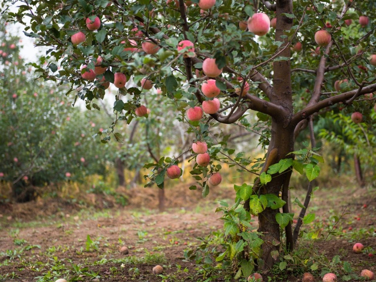 Apples on a tree in an orchard