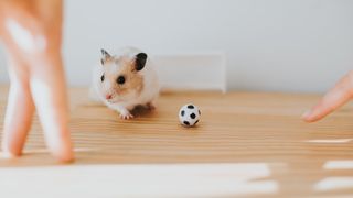 Person using their fingers and a tiny football to learn how to play with a hamster