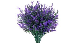 best lavender plant