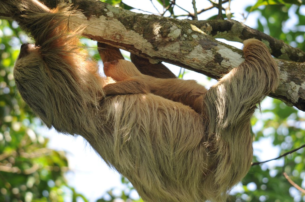 How Sloths Reproduce