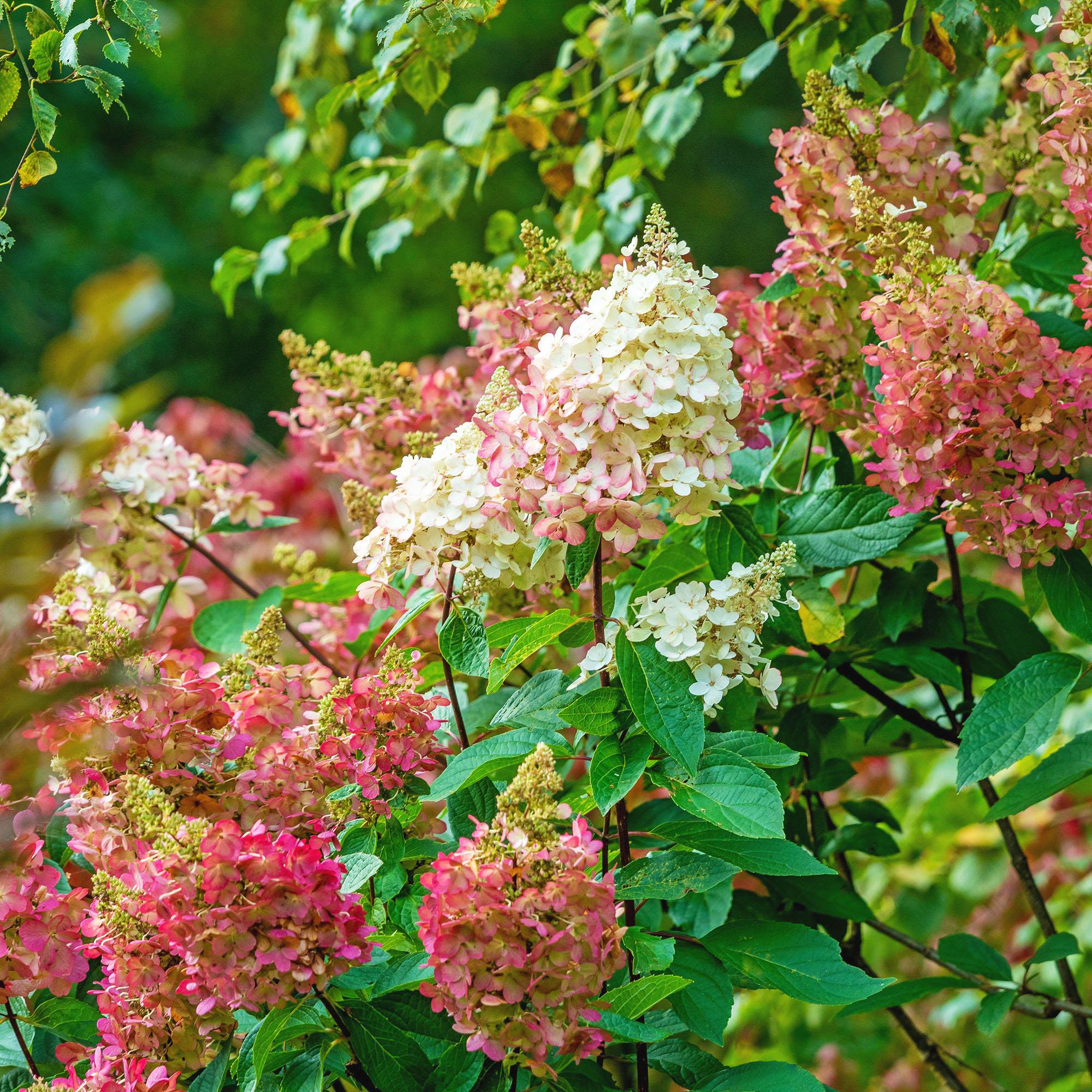 Hydrangea Paniculata Strawberry Sundae in flower in a garden