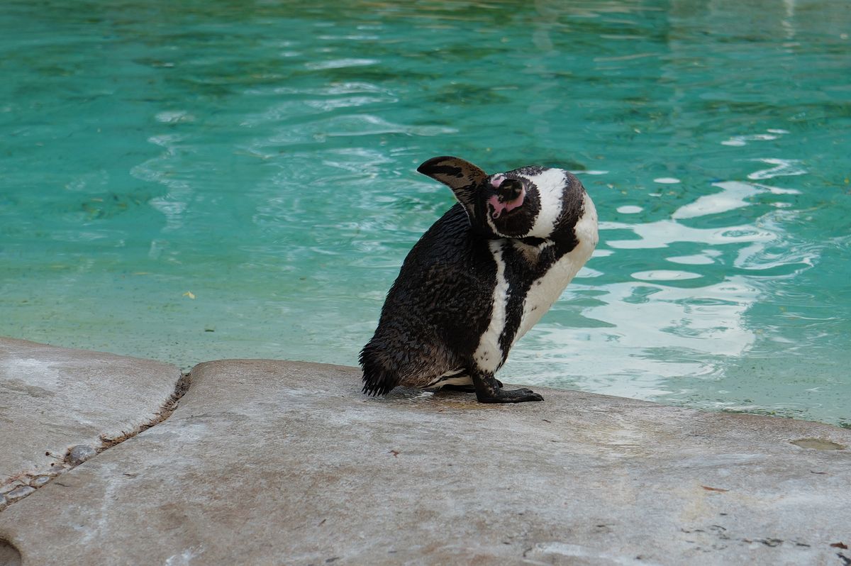 penguin shot on Leica Q3