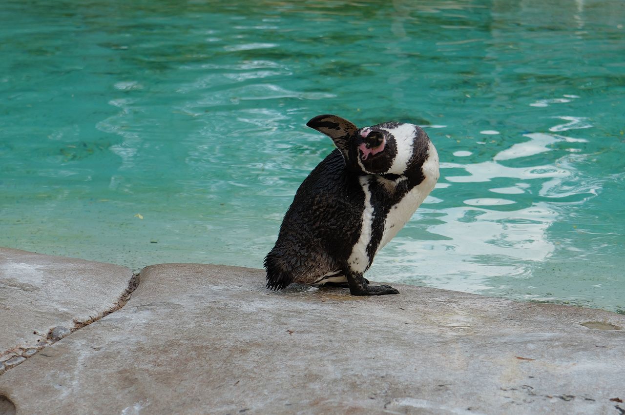 penguin shot on Leica Q3