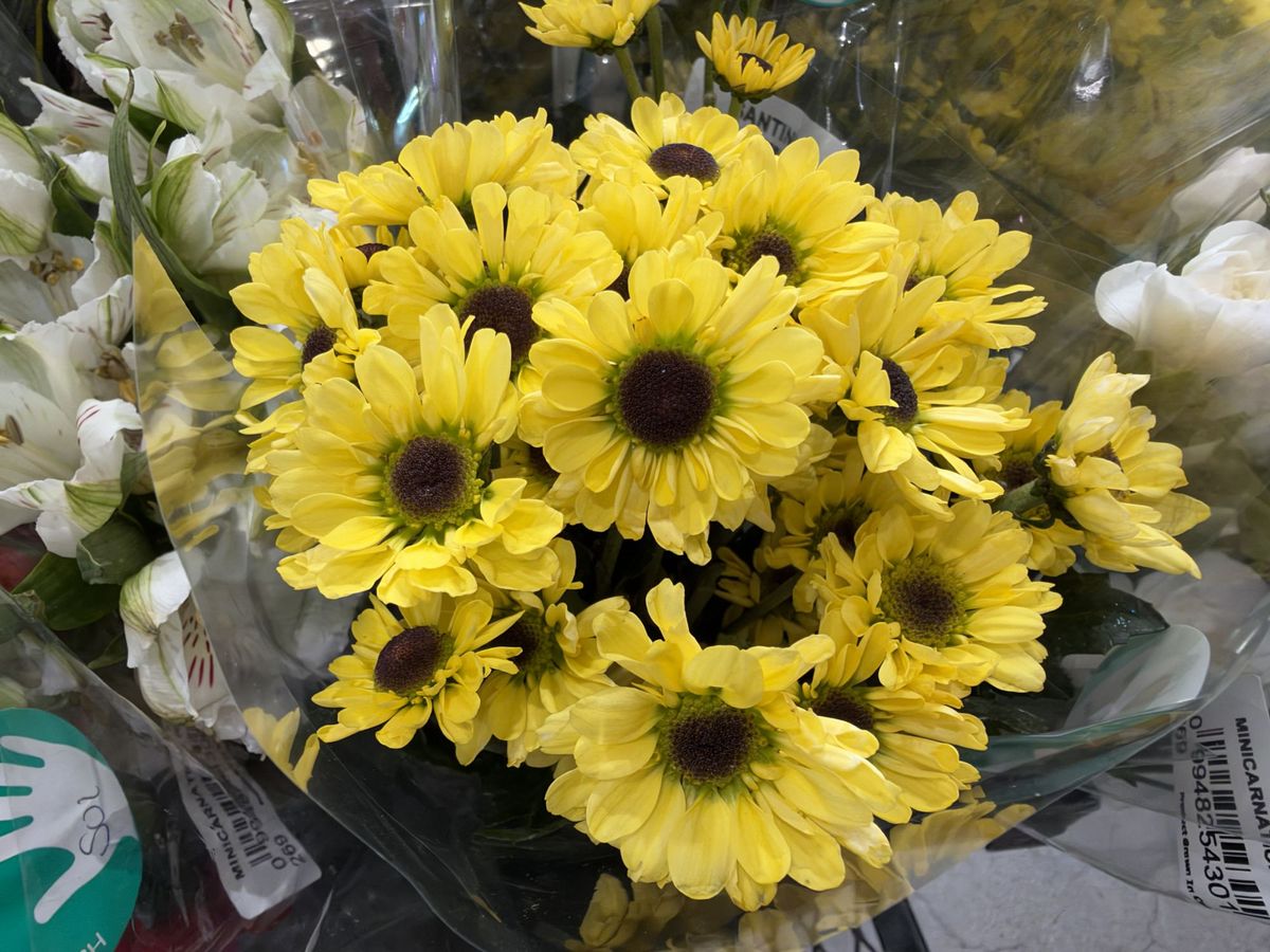 Apple iPhone 18 Pro Max camera sample.