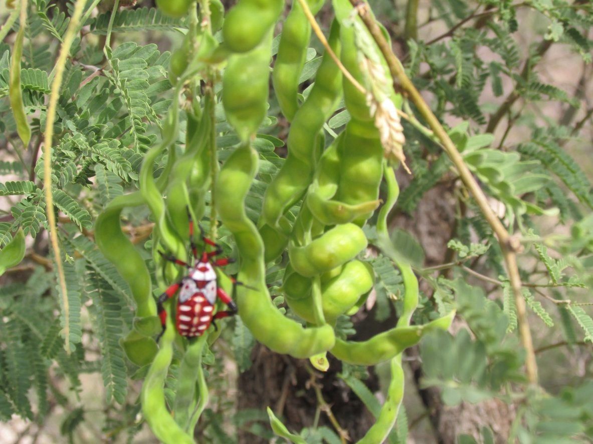 Bugs That Eat Mesquite Recognizing Symptoms Of Mesquite Tree Pests Gardening Know How