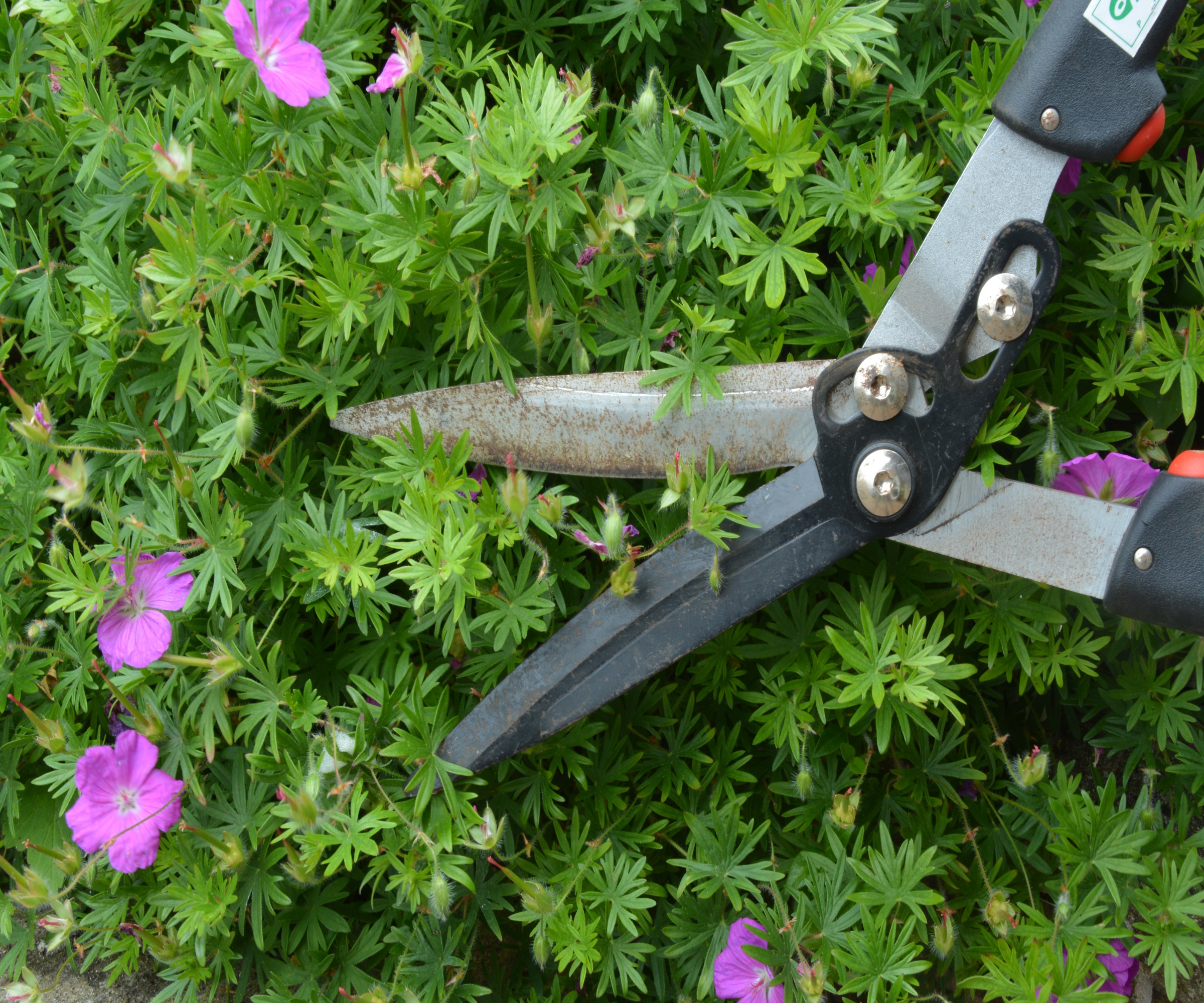 Close up of hedge shears deadheading a hardy geranium