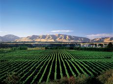 awatere-vineyard