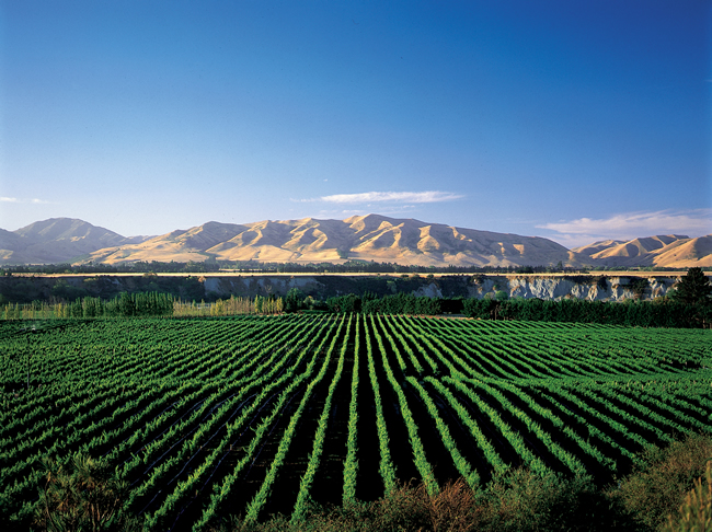 awatere-vineyard