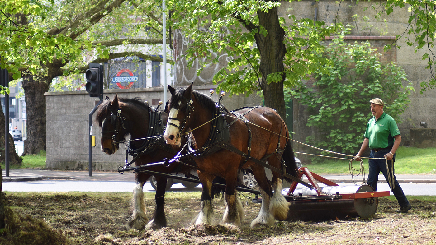 London Shire horses