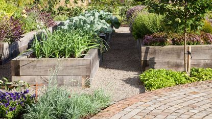 raised timber garden beds in a vegetable garden