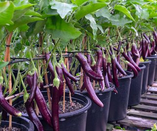 eggplants Early Long Purple fruiting on plants supported by stakes in containers