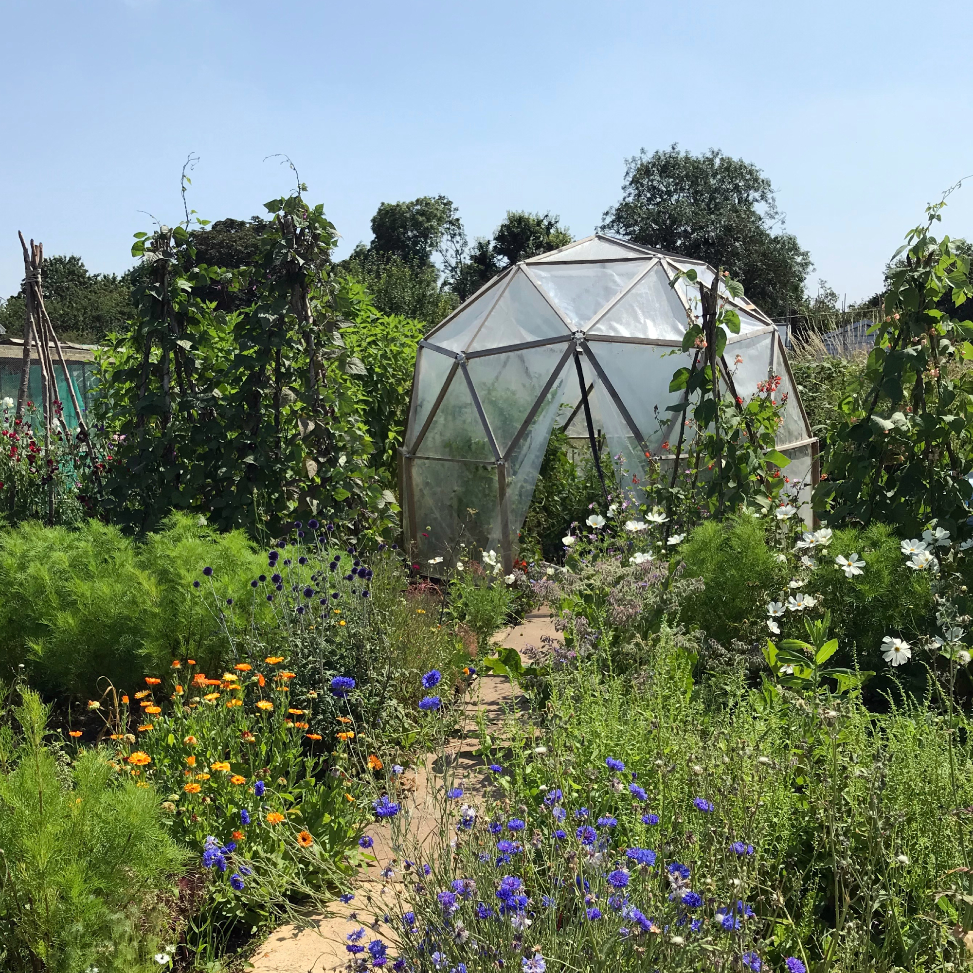 growing vegetables in a DIY greenhouse built with a geodesic kit