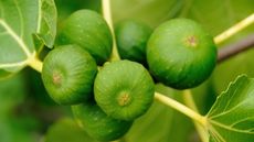 Covering figs in tinfoil