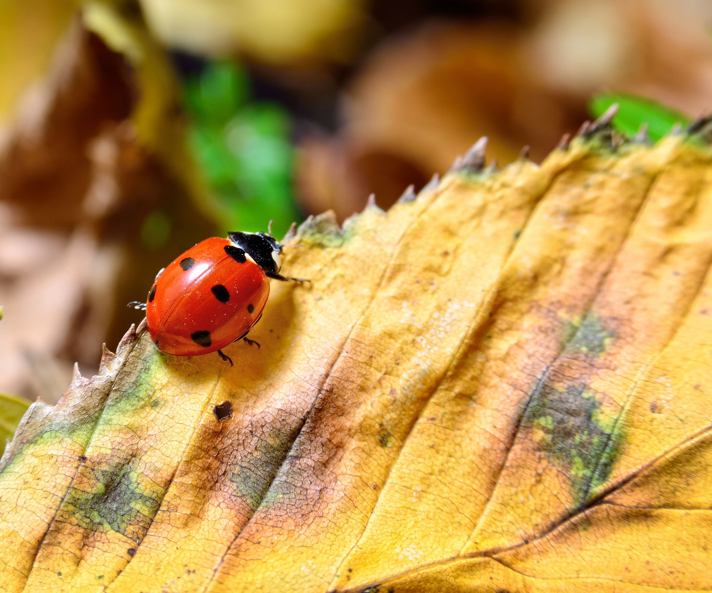 yellow leaf with ladybug in garden of leaves