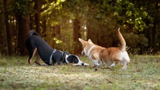 Two dogs demonstrating playful body language