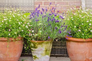 terracotta pot contianing lavender