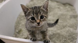 Best cat litter
