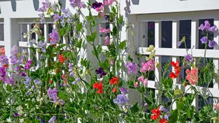 ulti-colored sweet peas growing on a white trellis