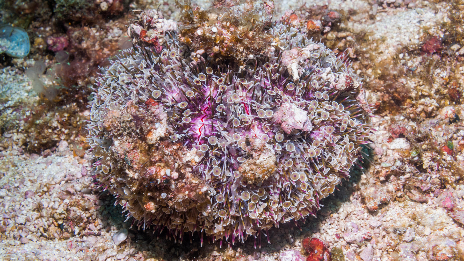 Extremely venomous flower urchin.