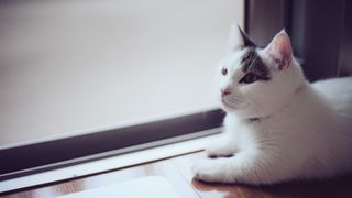 White and grey Munchkin cats