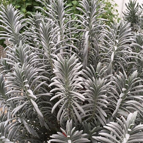 Sensational!&amp;reg; Lavender