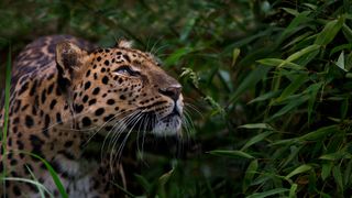 Amur Leopard in the bushes.
