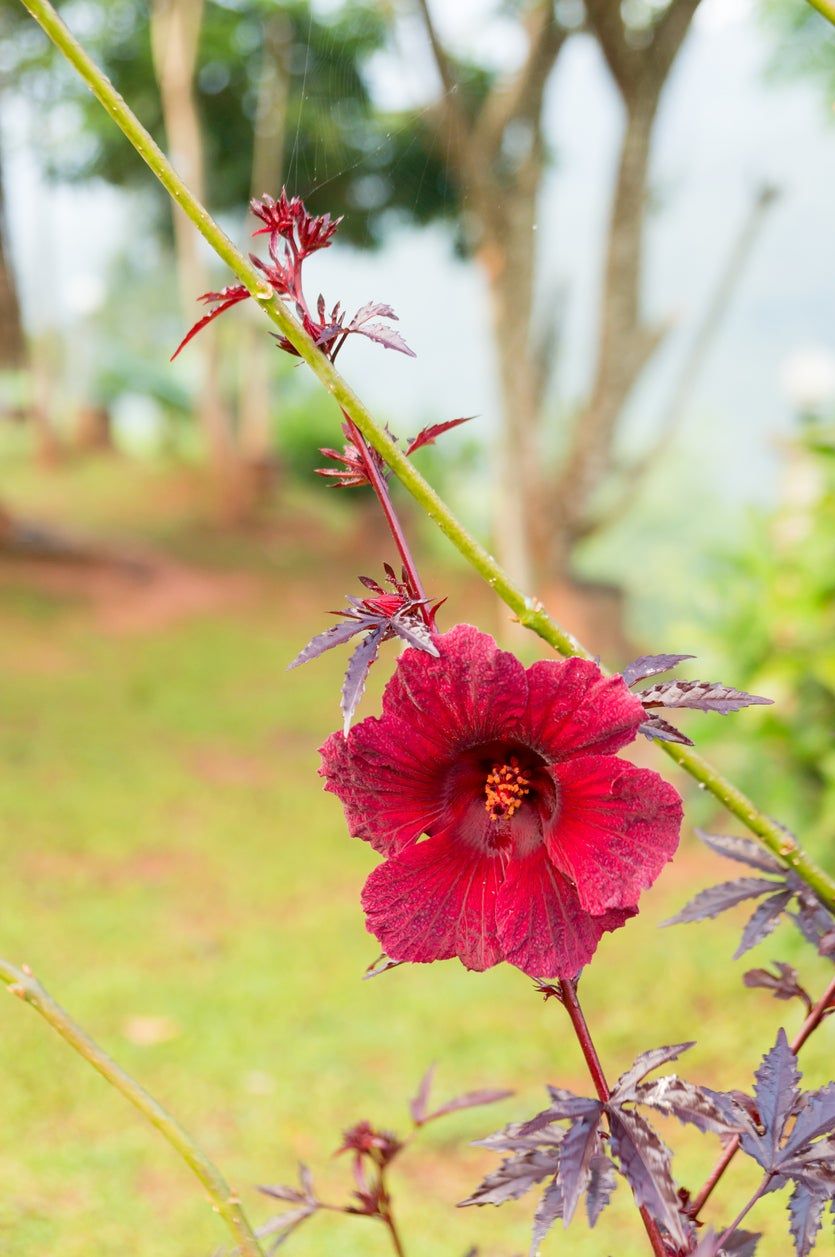 Close Up Of Red Cranberry Hibiscus Plant