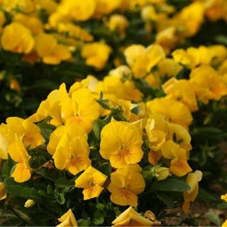 Garden Goods Direct Yellow Pansy