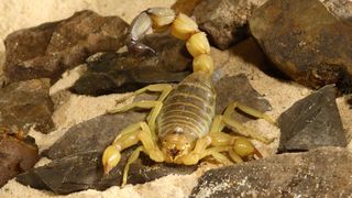A yellow fat-tailed scorpion brandishes its stinger.