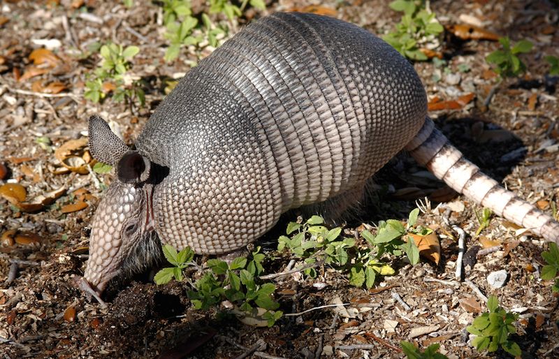 armadillo