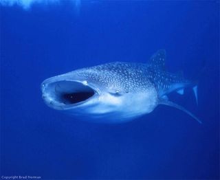 Whale sharks are considered filter feeders, as they filter tiny fish from the water using the fine mesh of their gill-rakers.