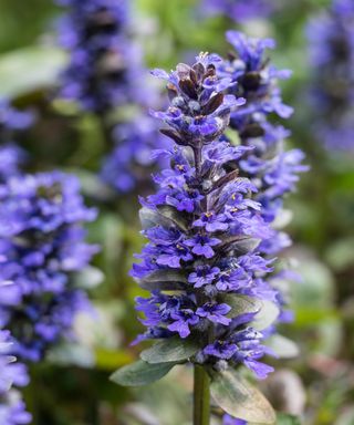 front yard plant Ajuga reptans Caitlin’s Giant flowering in early summer