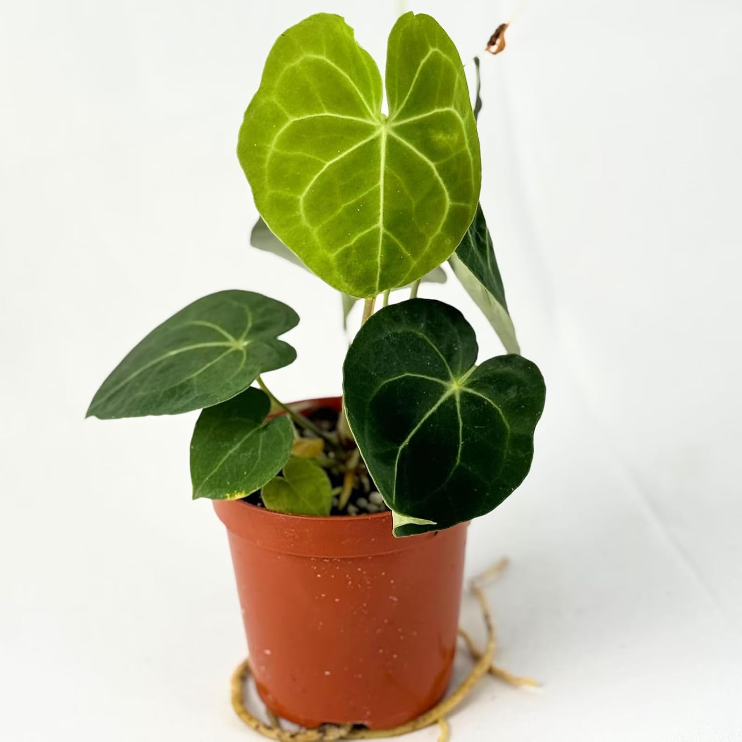 Anthurium Clarinervium Live Plant &amp;ndash; Rare Dark Green Anthuriums Live Plants - Exotic Indoor Tropical Houseplant for Collectors, Home &amp;amp; Garden Decor (heat Pack Included)