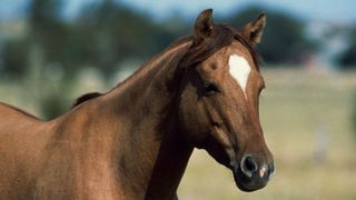 Galiceno pony