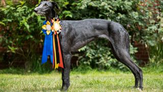 Spanish greyhound winning dog show