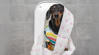 Dog on toilet covered in toilet roll