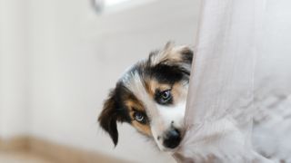 Portrait of border collie puppy biting a curtain