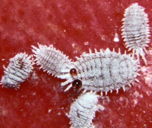 mealybug