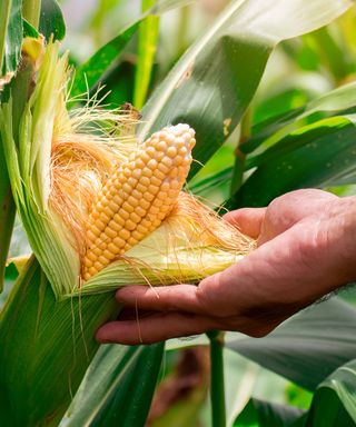 harvesting sweetcorn by checking ripeness before snapping from plant